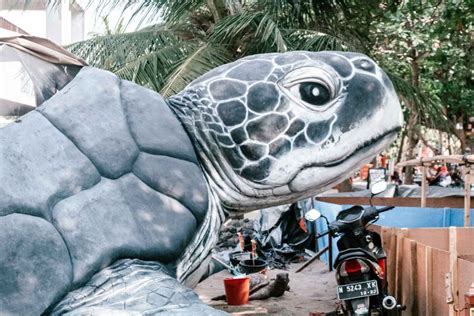 Releasing Turtles In Bali, Indonesia (The Bali Sea Turtle Society)