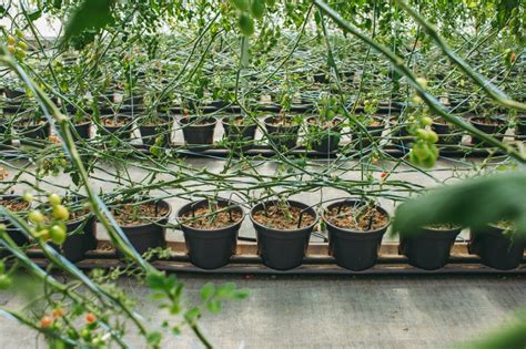 Hidrogood News Uso de agentes polinizadores na produção de tomates em