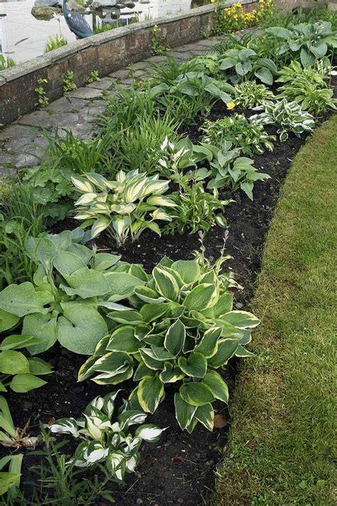 Landscaping With Caladiums Artofit