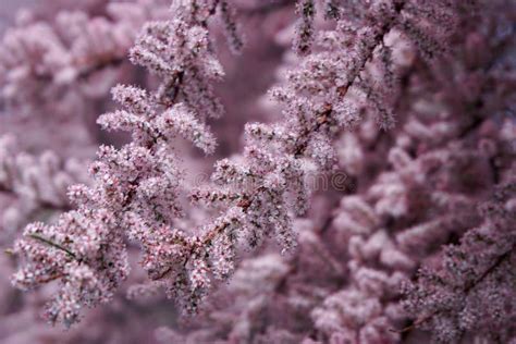 Tamarisk tree in blossom stock image. Image of nature - 147519517