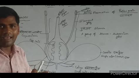 Structure Of Flower पुष्प की संरचना कक्षा 10 And 12 Youtube