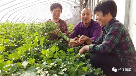 被封“神菜”的苦水芹菜，一斤能卖15元种植