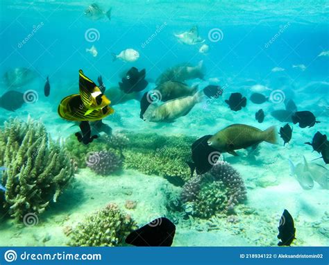 Peixe Nada Acima Do Recife De Coral O Mundo Submarino Do Vermelho Foto