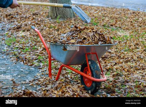 Municipal Worker Who Is Cleaning Sidewalk With Wheelbarrow Full Of