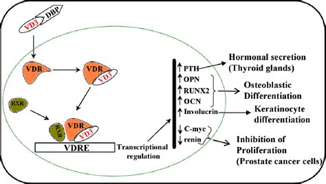 Figure From Differential Regulation Of Vitamin D Receptor Vdr By