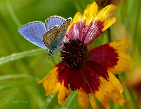 Fondos de pantalla jardín naturaleza fotografía mariposa insecto