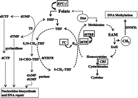 Folate Metabolism Illustrating The Essential Metabolic Pathways Such Download Scientific