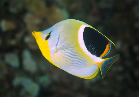 Saddle Butterflyfish (Chaetodon ephippium) - Bali Wildlife