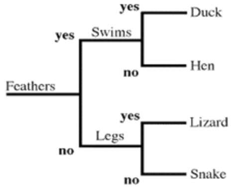 Ninth Grade Lesson Classification Part 2 Dichotomous Keys