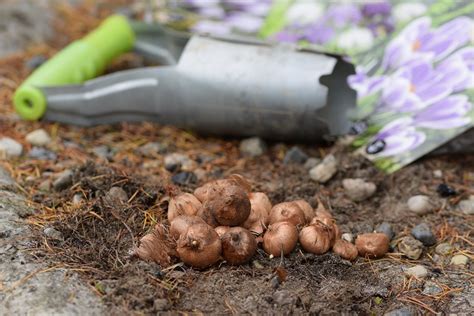 Comment Planter Et R Ussir Les Bulbes De Crocus