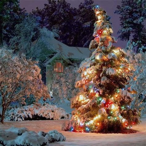 Pin By Jen Hartnett On Christmas Trees Outside Christmas Wallpaper