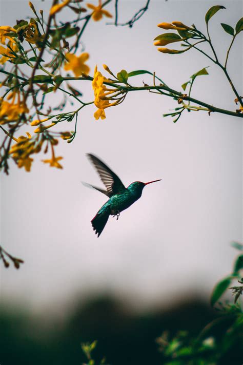 Una presencia mágica cuál es el significado de ver un colibrí en el