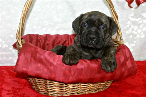 Brindle – Female Cane Corso Puppy – Serafina Cane Corso