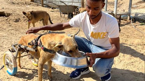 Paws Of Peace A Gazan Charity Bringing Aid To Animals In Conflict