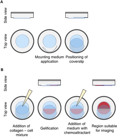 Figure 1 From A Simple 3D Cellular Chemotaxis Assay And Analysis