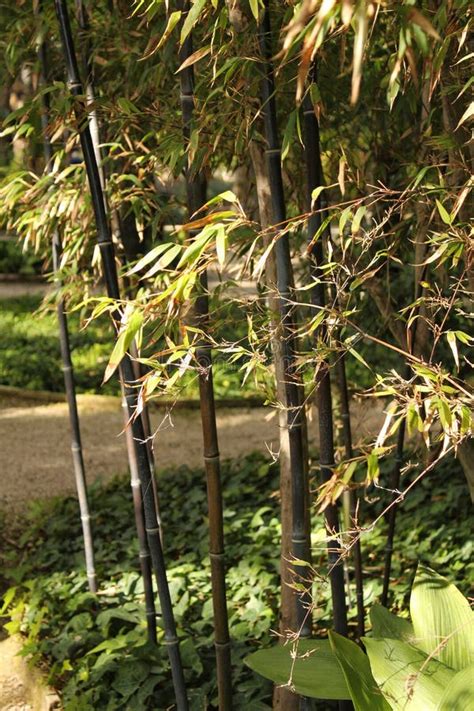 Phyllostachys Nigra Black Bamboo In The Garden Stock Photo Image Of