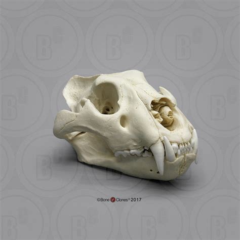 Cat Skull (African Lion - male) Cast Replica - Panthera Leo #BC-054 ...