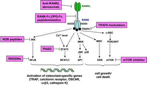 Molecular pathways inducing osteoclastogenesis and sites of action of ...