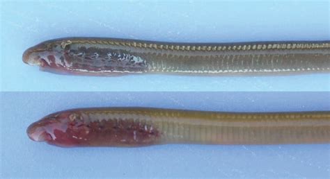 American Brook Lamprey