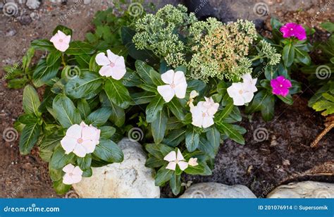 Close Up Of White Catharanthus Roseus Flower Also Known As Periwinkle