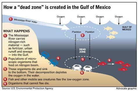 Gulf Of Mexico Dead Zone Expected To Be Largest Ever Louisiana To Bear The Burden Of Its