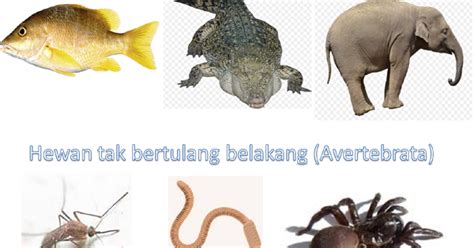 Detail Contoh Hewan Avertebrata Dan Vertebrata Koleksi Nomer 24