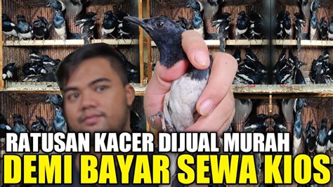 MAS CINTA BINGUNG SISA 250 EKOR KACER KALIMANTAN BELUM LAKU DIJUAL