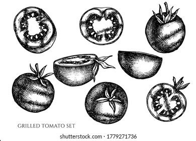 Tomato Vector Drawing Set Isolated Tomato Stock Vector Royalty Free