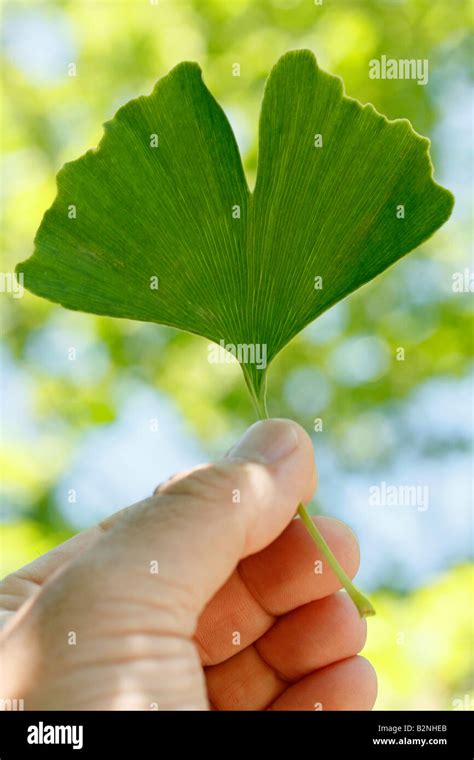 Maiden Hair Tree Ginkgo Biloba Stock Photo Alamy