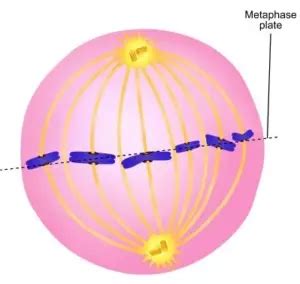 Metaphase - Definition, Stages, Applications - Biology Notes Online