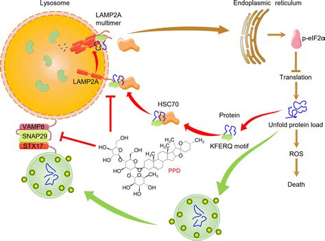 Discovery Of A Potent Inhibitor Of Chaperonemediated Autophagy That