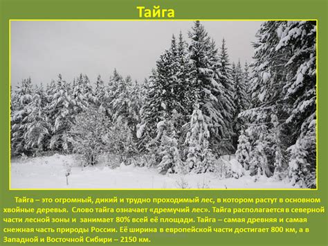 Растительный мир. Хвойные леса (тайга) - Презентация География
