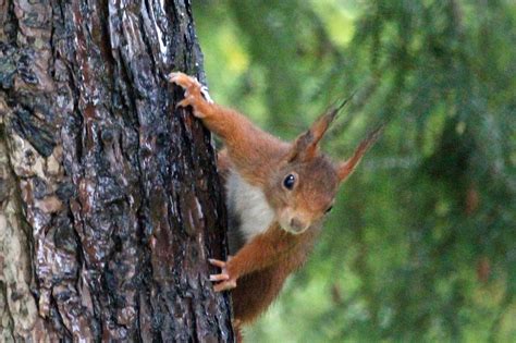 Natur Pur Unser Eichhörnchen Am Vogelhaus Unna