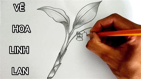 Vẽ Hoa Linh Lan Hoa Lan Chuông Bằng Bút Chì How To Draw A Lily Of