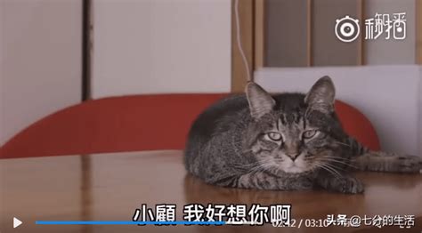 主人因病把猫托付给亲戚照顾，两年后出院，猫还会记得他吗？小顾大野先生