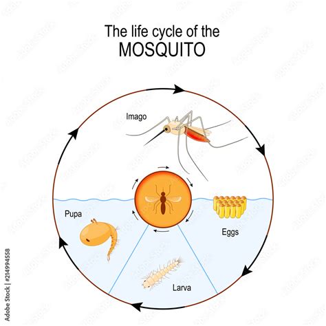 life cycle   mosquito imago eggs pupa larva stock vector