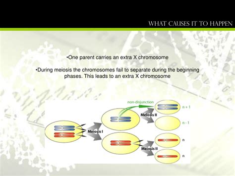 Ppt Klinefelter Syndrome Powerpoint Presentation Free Download Id 9617678