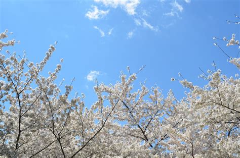 무료 이미지 나무 자연 분기 겨울 식물 서리 봄 플로라 시즌 벚꽃 파란 하늘 꽃들 꽃잎 동결 흰 꽃