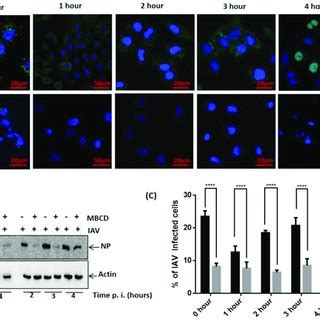 Disruption Of Host Lipid Rafts And Iav Binding A Ctb Stained