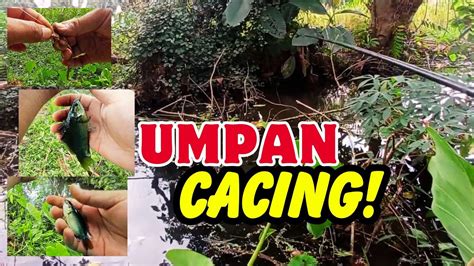 SERUNYA MANCING IKAN BETOK UMPAN CACING IKANNYA PADA KELAPARAN YouTube