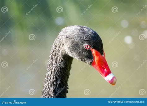 Retrato De Un Cisne Negro Pájaro Con Plumaje Negro Cygnus Atratus