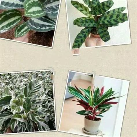 Paket Jenis Pohon Calathea Lazada Indonesia