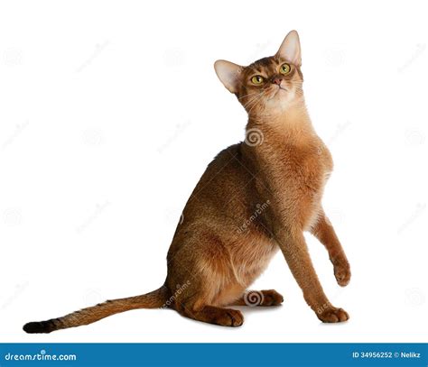 Gato Novo Abyssinian Isolado No Fundo Branco Foto De Stock Imagem De