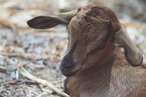 goat usa wallpaper 3