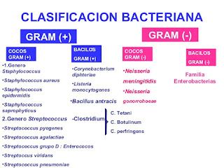 Medicine blog TEMA 3 Clasificación Bacteriana