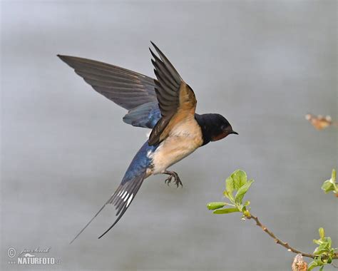 Barn Swallow Photos, Barn Swallow Images, Nature Wildlife Pictures ...