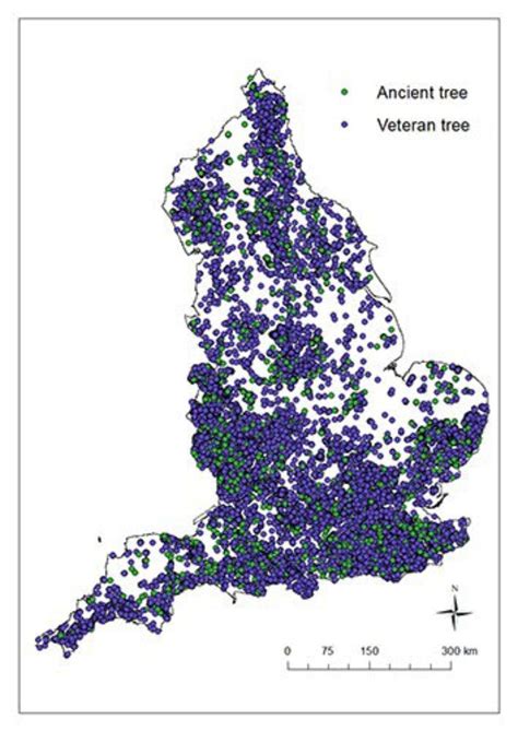 ‘Like a map of buried treasure’: location of UK’s ancient trees