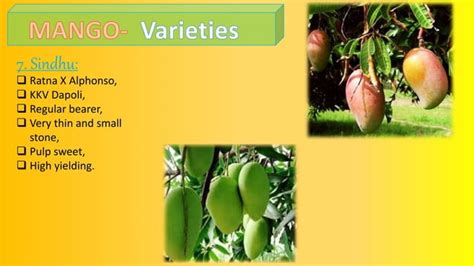 Mango Cultivation Practices PPT