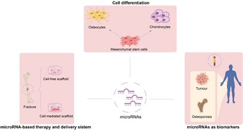 The Role Of Micrornas In The Osteogenic And Chondrogenic