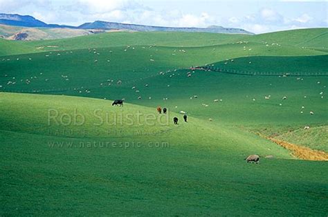 Sheep And Cattle Grazing On Rolling Hill Country From The Napier